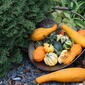 colourful squashes of various sizes