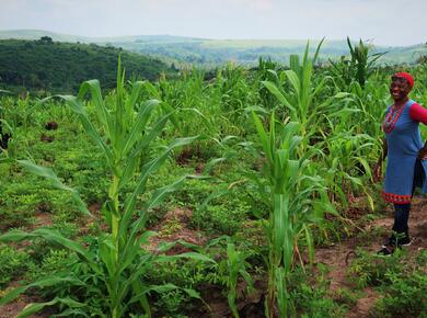 DRC farm