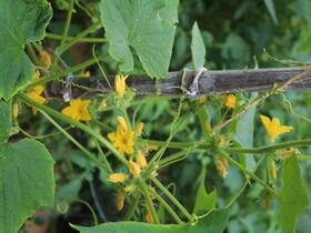 blossom on plant